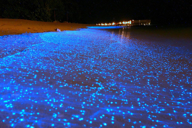 На мальдивском пляже появился светящийся ковер