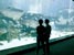 В Сингапуре откроют крупнейший в мире океанариум