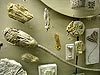 Музей палеонтологии в Москве