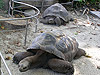 Гигантские черепахи в зоопарке Барселоны