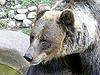 Медведь в зоопарке Барселоны