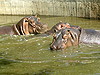 Бегемоты в зоопарке Мадрида