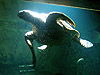 Морская черепаха в зоопарке Мадрида