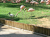 Вольер с фламинго в зоопарке Мадрида