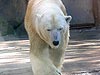 Белый медведь в московском зоопарке, 2008 г.