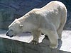 Белый медведь в московском зоопарке, 2008 г.
