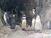 Пингвины в московском зоопарке, 2008 г.