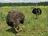 Страусы, страусиная ферма